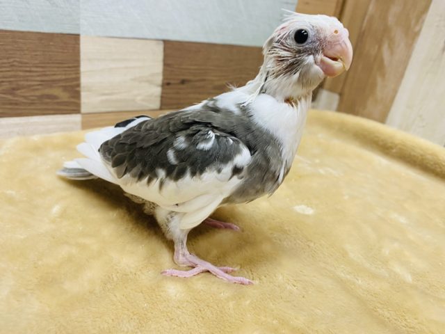 オカメインコ