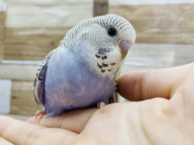 ジャンボセキセイインコ