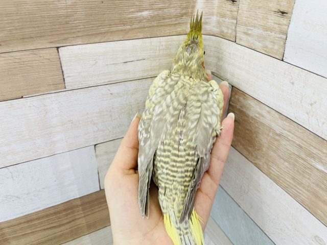 オカメインコ