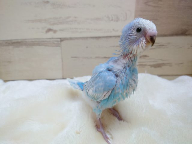 ウロコ模様がｷﾚｲなコ～～　セキセイインコ　スパングル　2021　11月4日