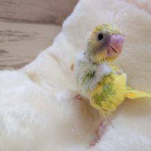 あまあまさん♪セキセイインコ　スパングルパイドですーー　2021　１１月４日