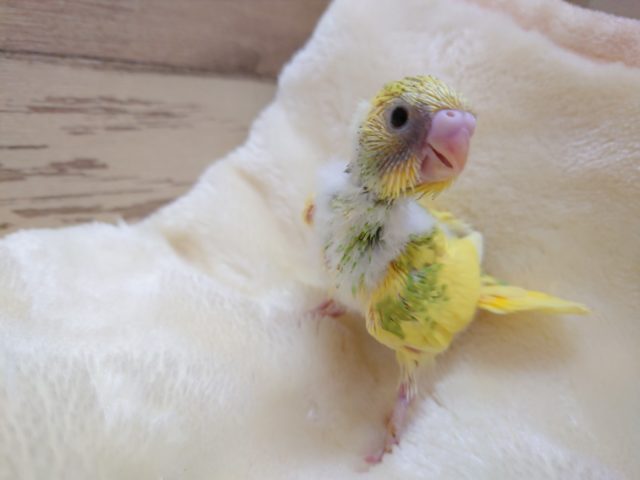 あまあまさん♪セキセイインコ　スパングルパイドですーー　2021　１１月４日