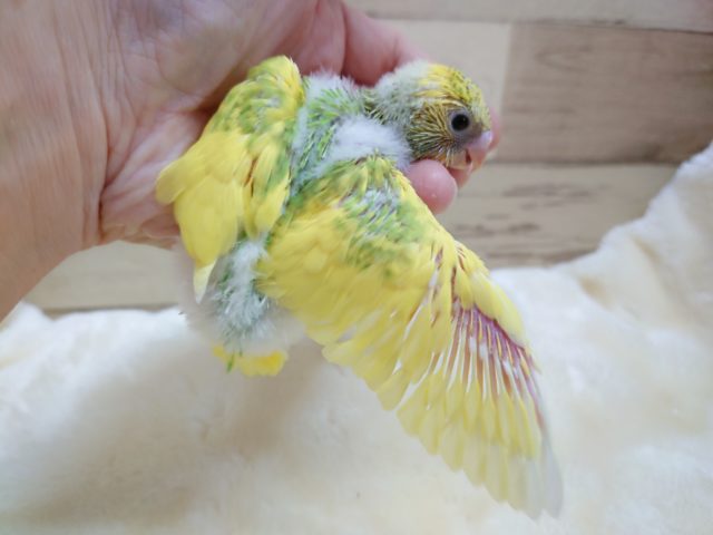 セキセイインコ