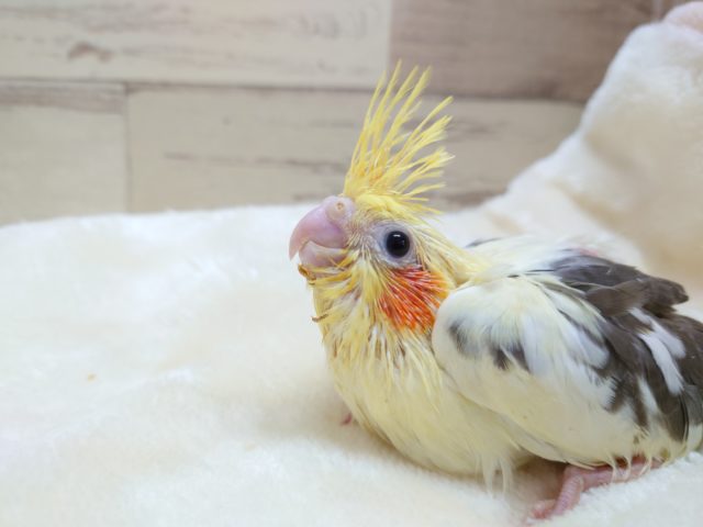 オカメインコ