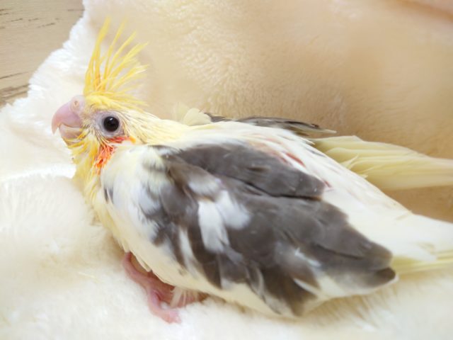 コロッコロの体型です♪　オカメインコ　パイド　2021　11月4日