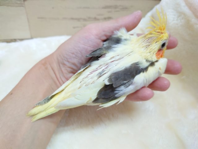 オカメインコ