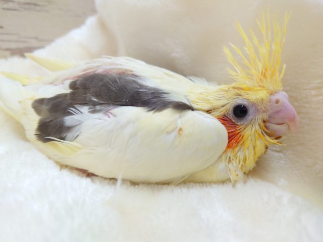 オカメインコ