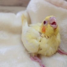 ちょっとたれ目さん？？　オカメインコ　ルチノーになります☆　2021　１１月５日