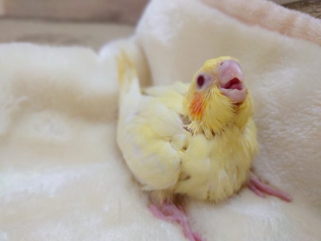 ちょっとたれ目さん？？　オカメインコ　ルチノーになります☆　2021　１１月５日