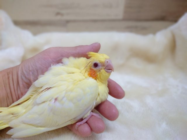 オカメインコ