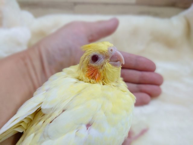 オカメインコ