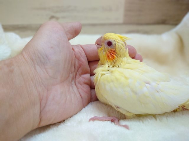 オカメインコ