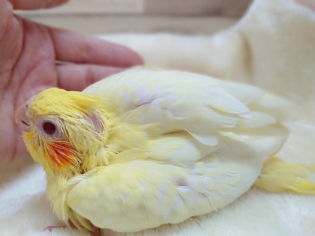 オカメインコ