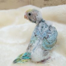 なんだか楽しそうですーー　セキセイインコ　レインボー　2021　１１月５日