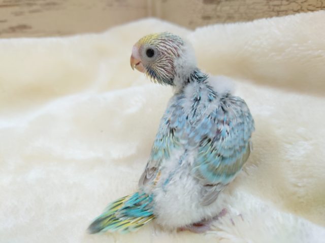 なんだか楽しそうですーー　セキセイインコ　レインボー　2021　１１月５日