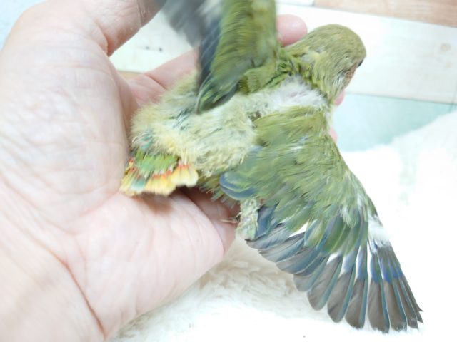 コザクラインコ（小桜インコ）