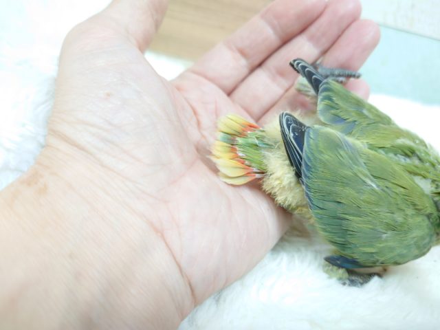 コザクラインコ（小桜インコ）