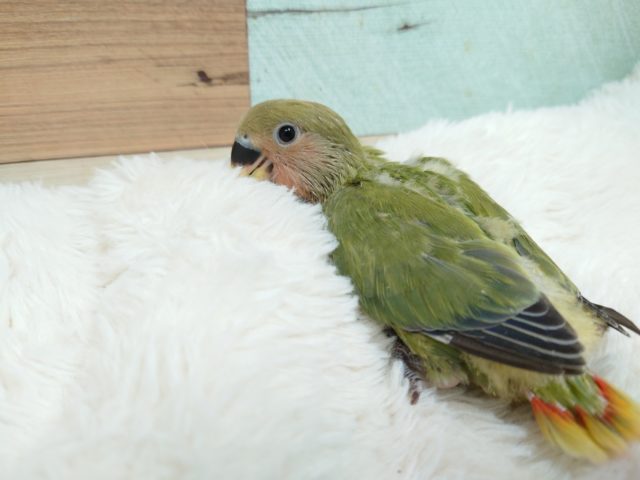 コザクラインコ（小桜インコ）