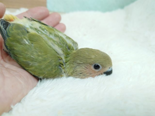 コザクラインコ（小桜インコ）