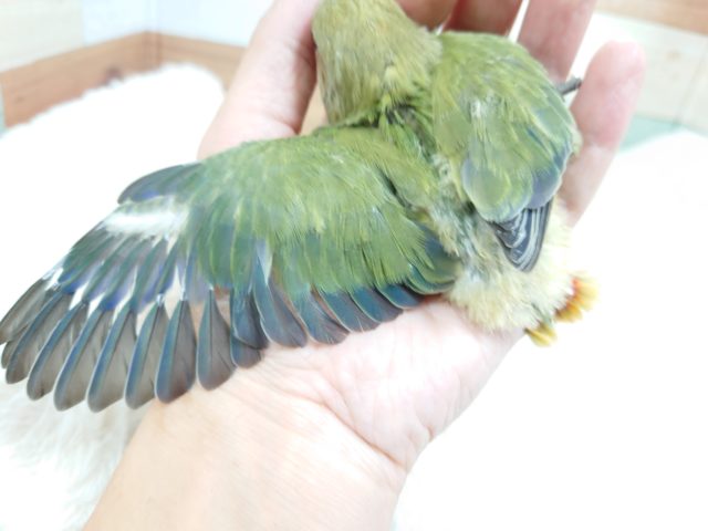 コザクラインコ（小桜インコ）