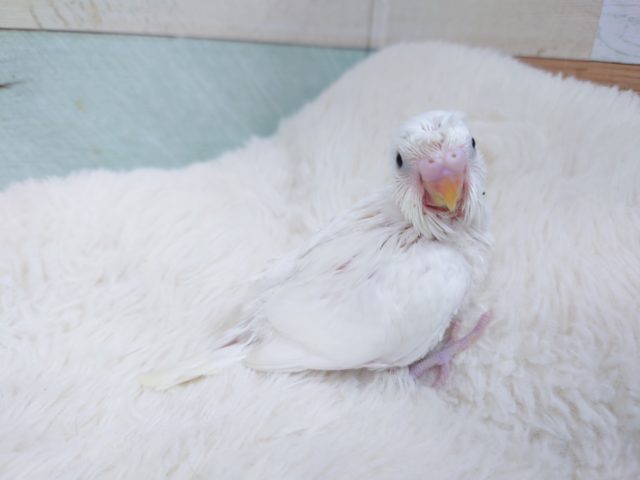 ちょいと「くせ毛」がクセになる～　セキセイイインコ　ダブルファクター♪