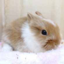 久しぶりにやってきました♪　ちんちくりんなライオンラビット～～～