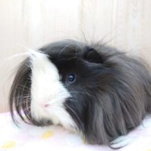 目線がなんだか。。イケメン☆　ドキドキするかもっ♬　モルモット　ペルビアン