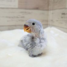おっとりに見えそう☆　ふんわりとしたカラーですね　コザクラインコ　パステル　2021　11月19日