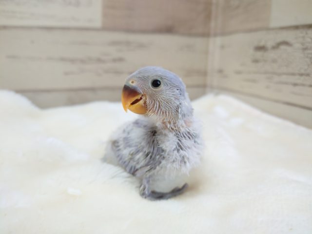 おっとりに見えそう☆　ふんわりとしたカラーですね　コザクラインコ　パステル　2021　11月19日