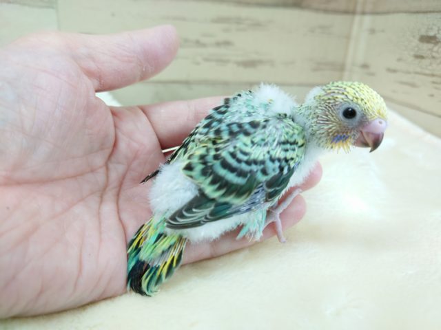 セキセイインコ