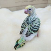 ちょっと珍しくエメラルドグリーンのセキセイインコ　エメラルドオパーリンっ　2021　11月19日