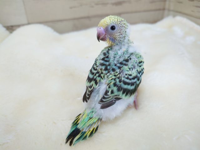 ちょっと珍しくエメラルドグリーンのセキセイインコ　エメラルドオパーリンっ　2021　11月19日