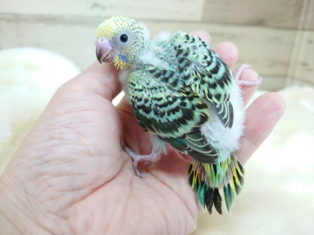 セキセイインコ