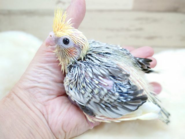 オカメインコ