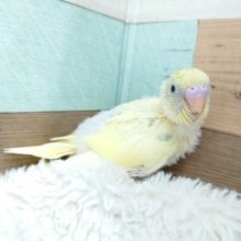 わたわたと～慌てて隠れんぼっ♬　セキセイインコ　パステルレインボーハルクィン