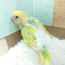 丸っこい体が可愛いですね♫　セキセイインコ　スパングル