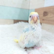 人気ですよねぇ☆　セキセイインコ　パステルレインボーパイド
