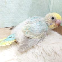 手への収まり感がたまりません♪　セキセイインコ　レインボーです！