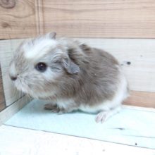 つむじさん。。♬　クレステッドモルモットでｺﾞｻﾞｲﾏｽ！！