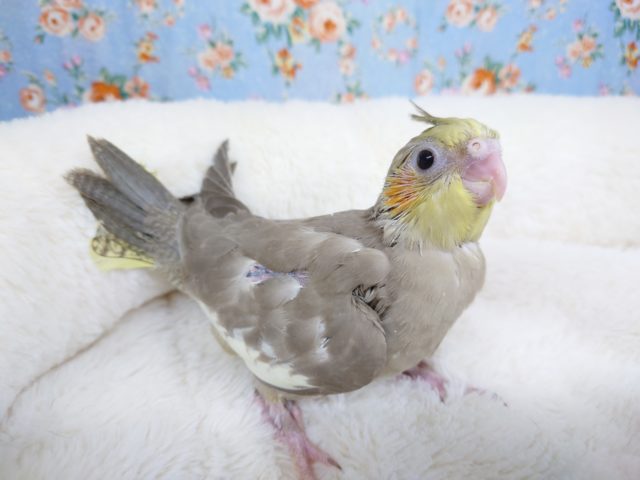 順調じゅんちょう～～オカメインコ　シナモンでｺﾞｻﾞｲﾏｽ☆