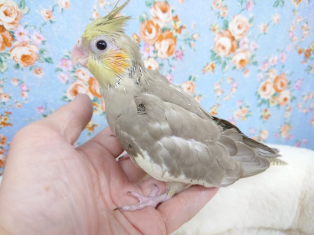 オカメインコ