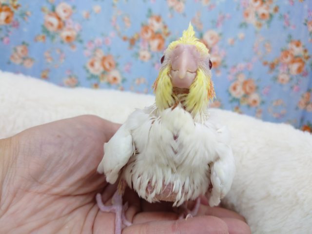 オカメインコ