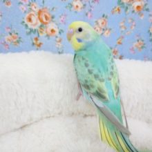最新画像です☆　セキセイインコ(パステルレインボー)  2021年9月生まれ