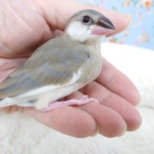 手、指先が大好きなコ♪　桜文鳥ですっ
