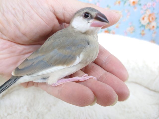 手、指先が大好きなコ♪　桜文鳥ですっ