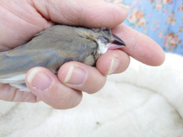 桜文鳥