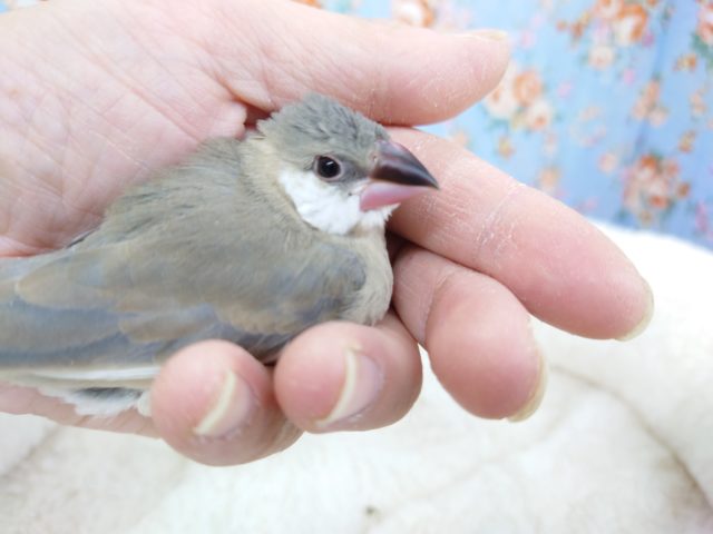 桜文鳥