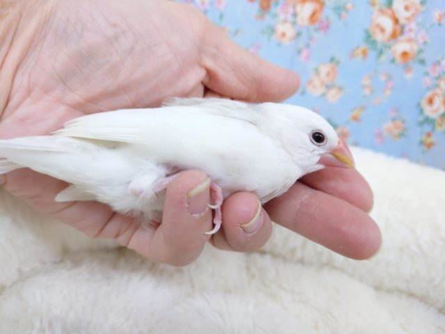 白文鳥