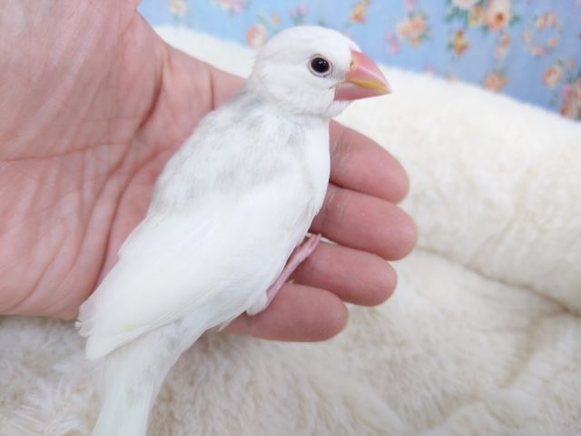 白文鳥