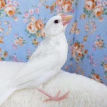 顔もみがたまらないようです☆　白文鳥～～～
